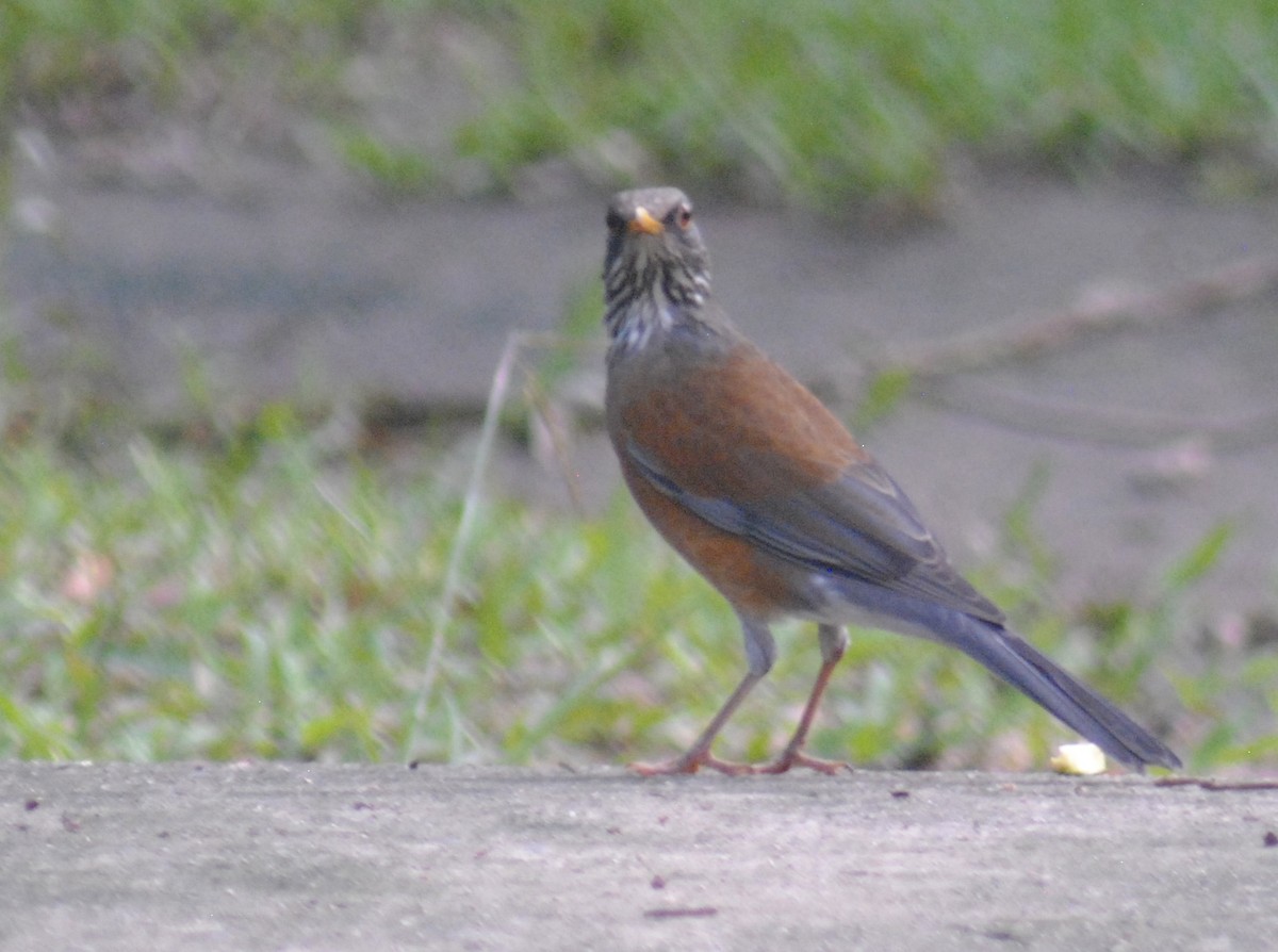 Rufous-backed Robin - ML642354319