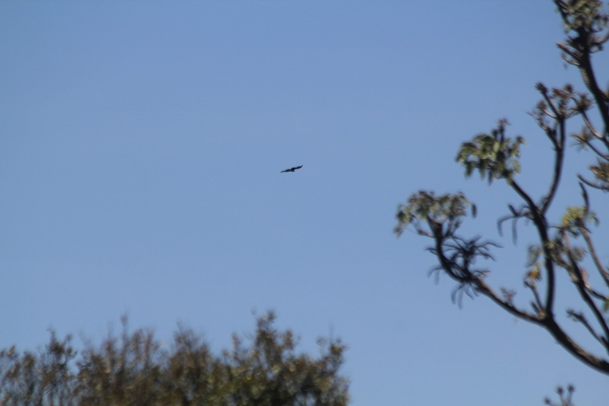 eagle sp. - ML642354329