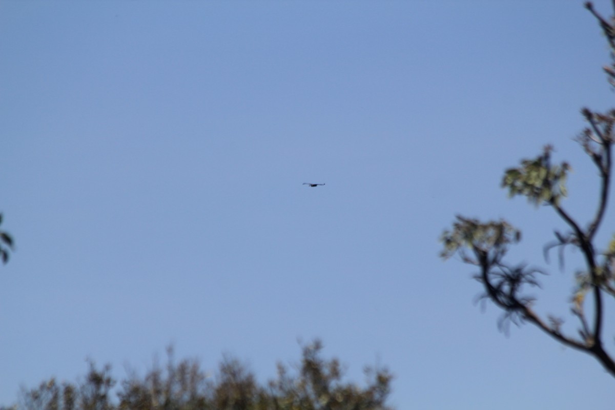 eagle sp. - ML642354330