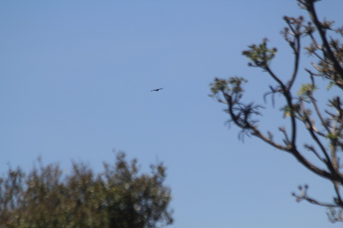 eagle sp. - ML642354331