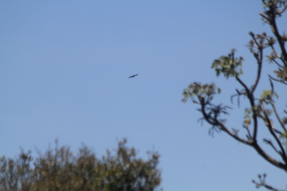 eagle sp. - ML642354332