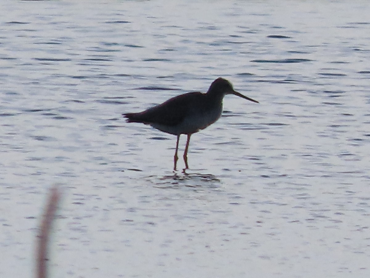 Greater Yellowlegs - ML642354349