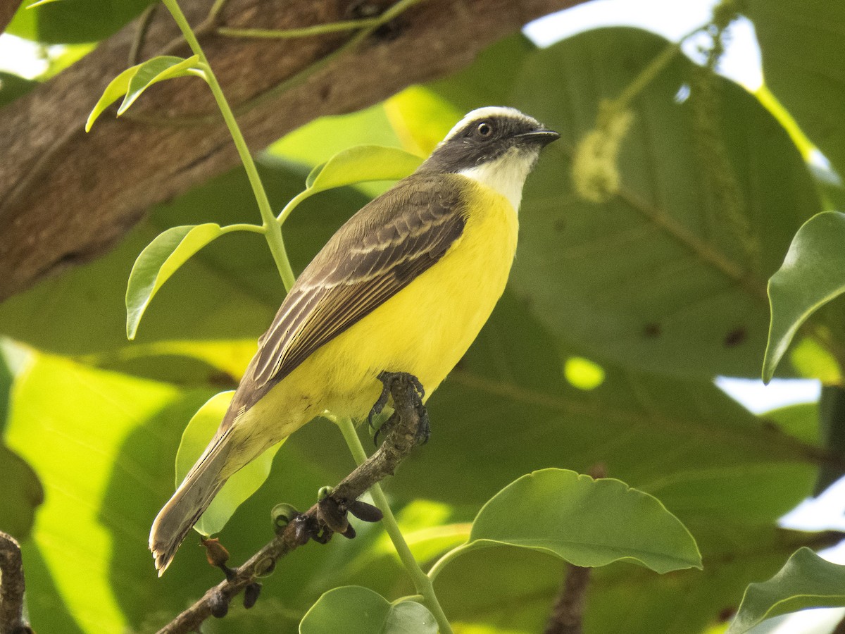 Social Flycatcher (Social) - ML642354368