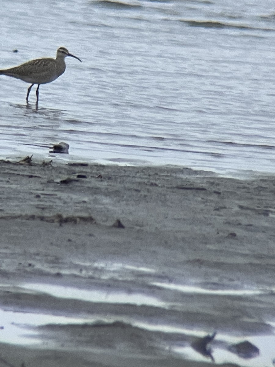 Chiurlo piccolo americano - ML642354372