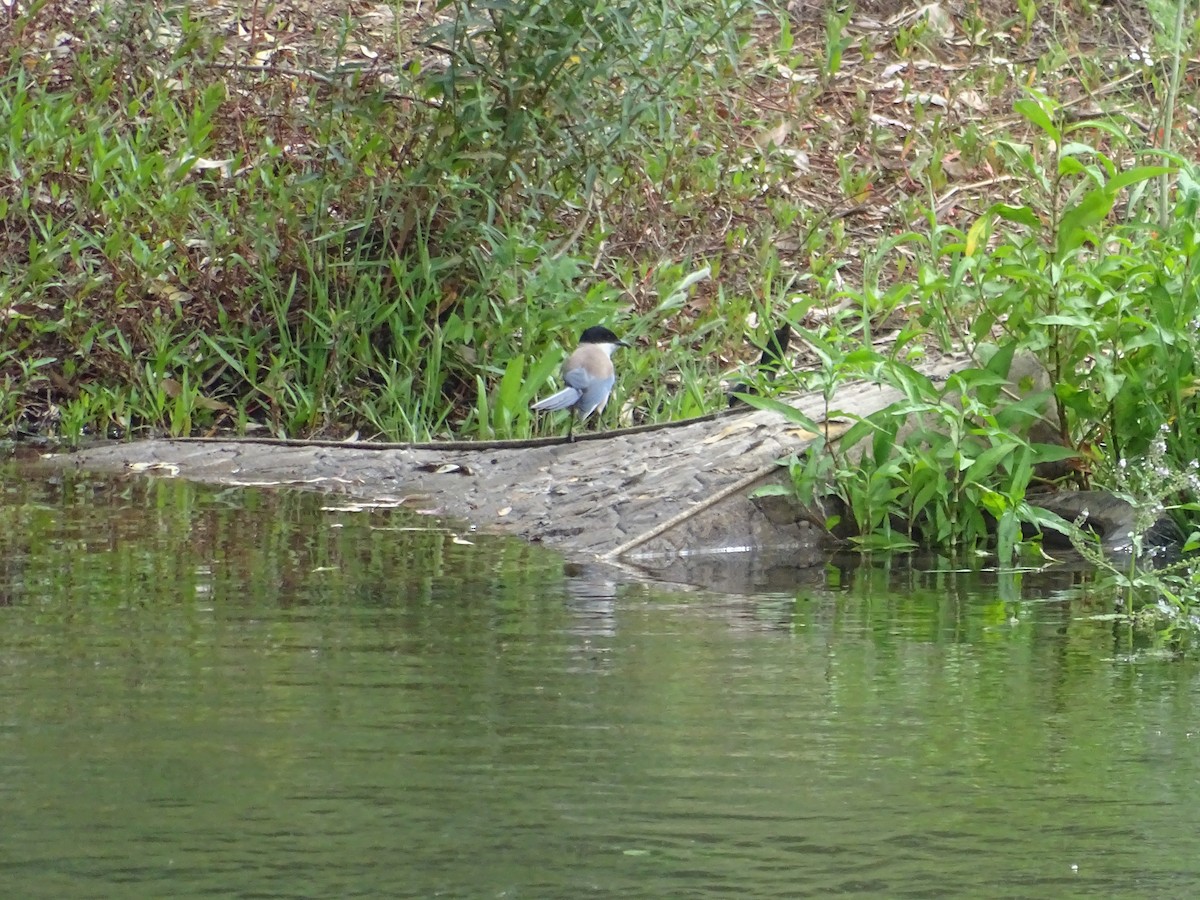 Iberian Magpie - ML642354374