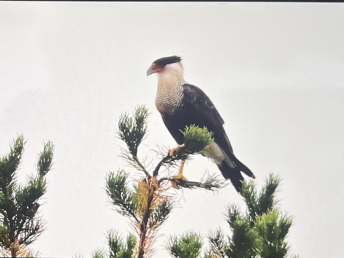 Crested Caracara - ML642354379