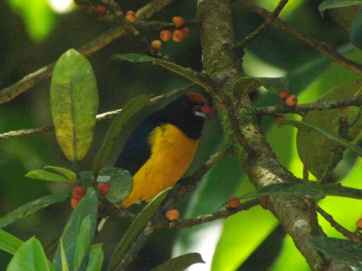 Orange-bellied Euphonia - ML642354409