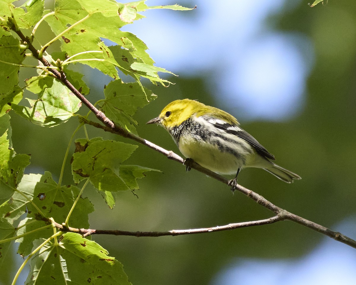 Black-throated Green Warbler - ML642354411