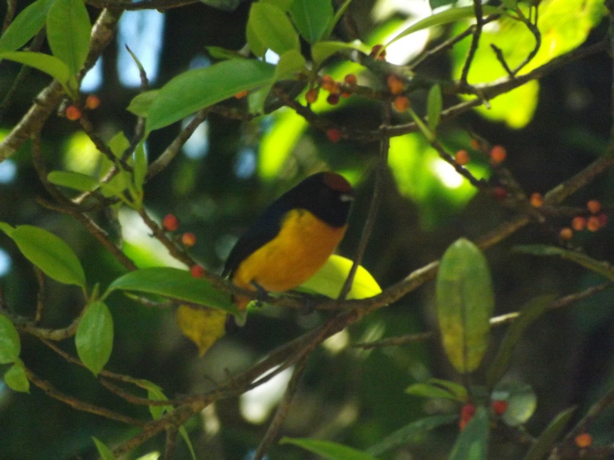 Orange-bellied Euphonia - ML642354420