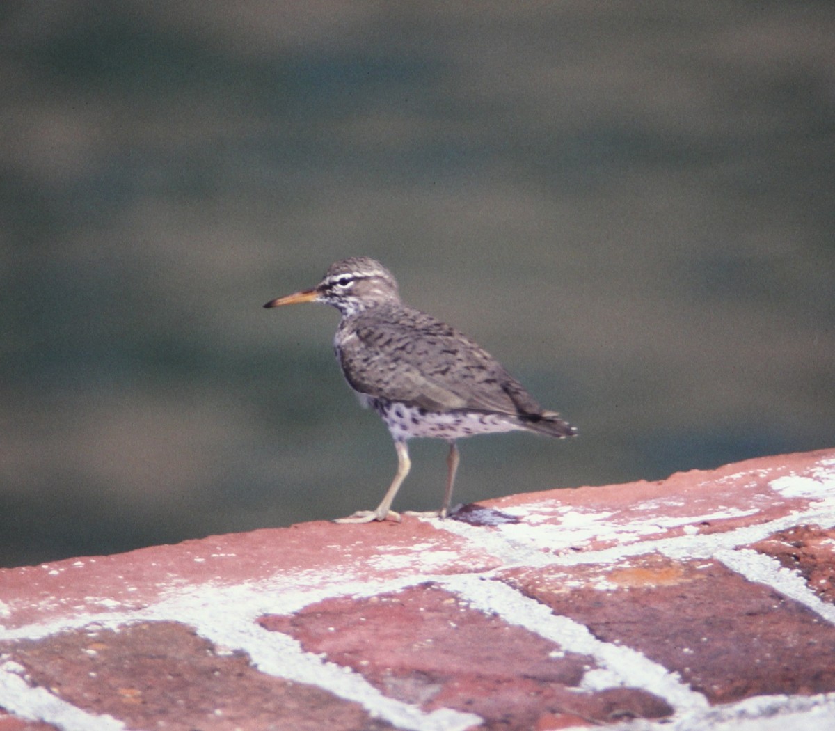 Spotted Sandpiper - ML642354421