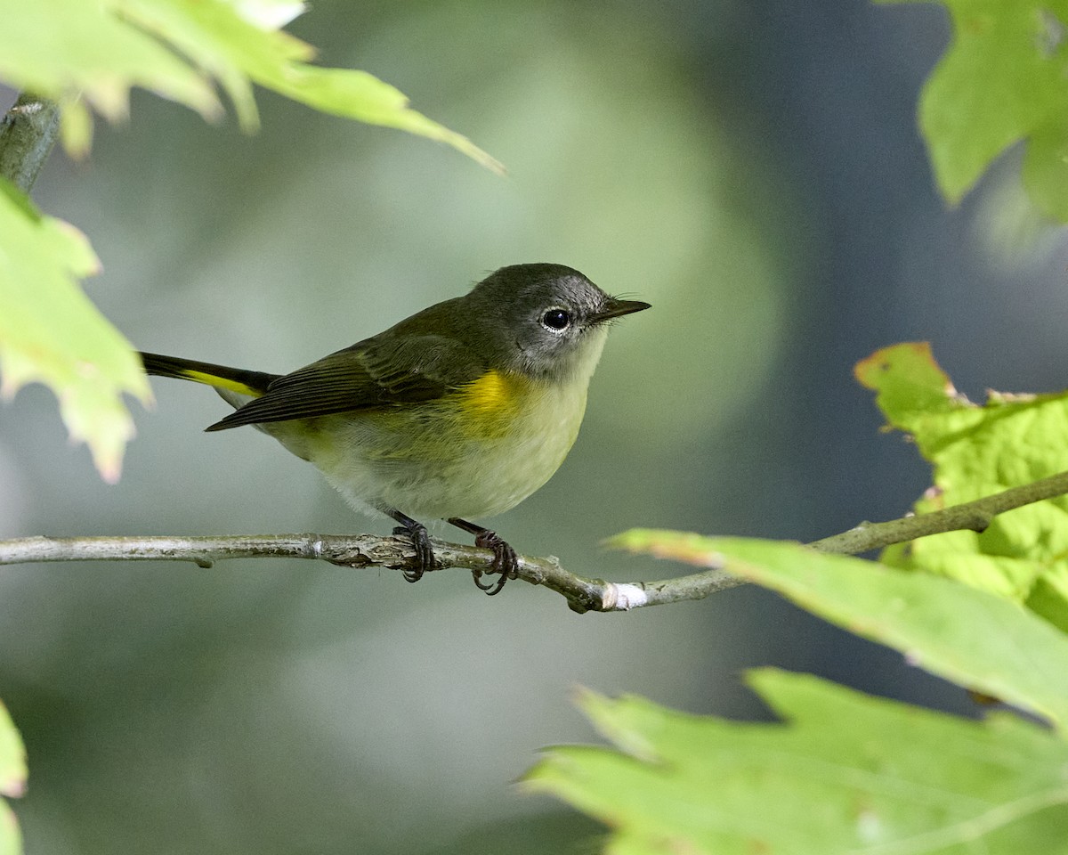 American Redstart - ML642354426