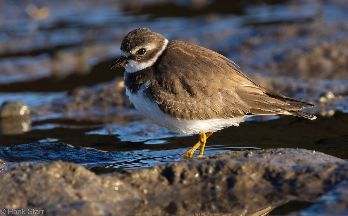 Semipalmated Plover - ML642354441
