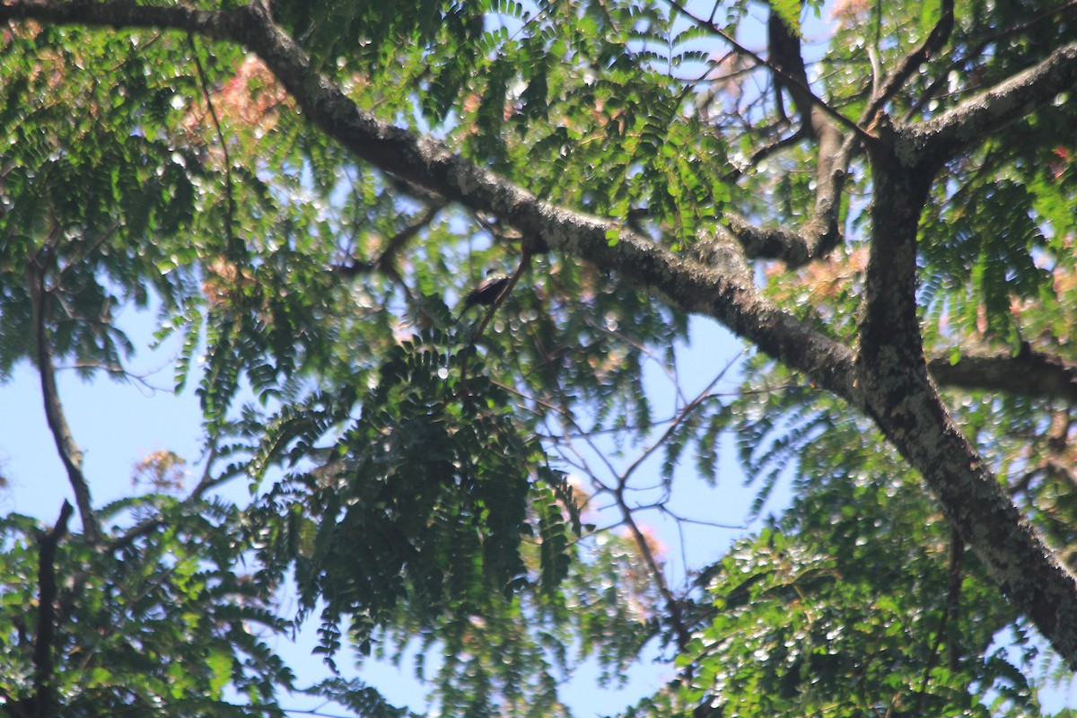 Bronze Sunbird - ML642354484
