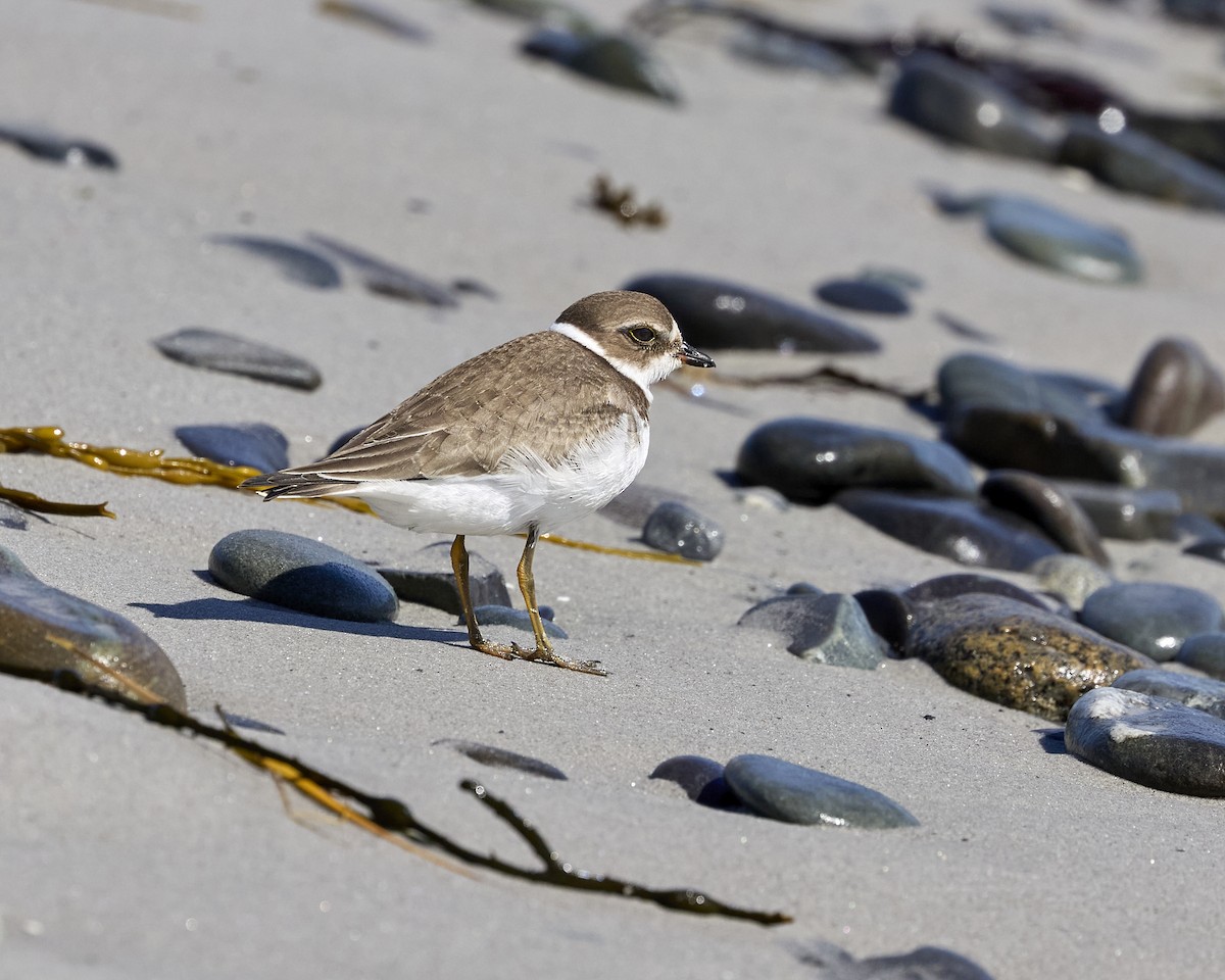 Semipalmated Plover - ML642354487