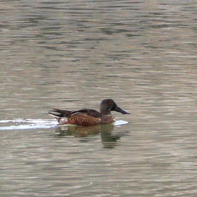 Blue-winged Teal - ML642354493