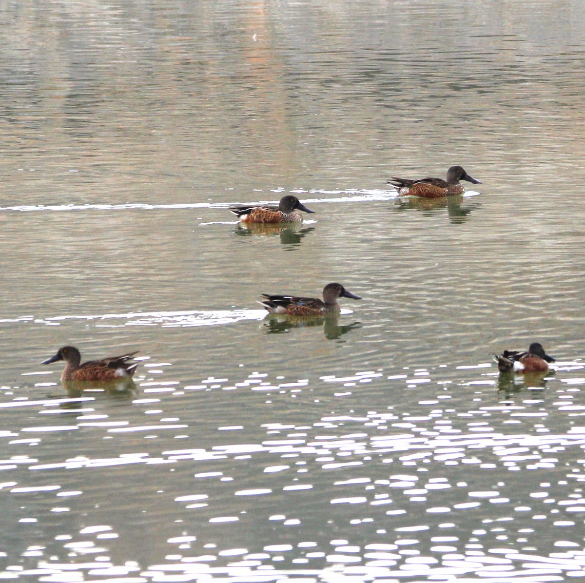 Blue-winged Teal - ML642354497