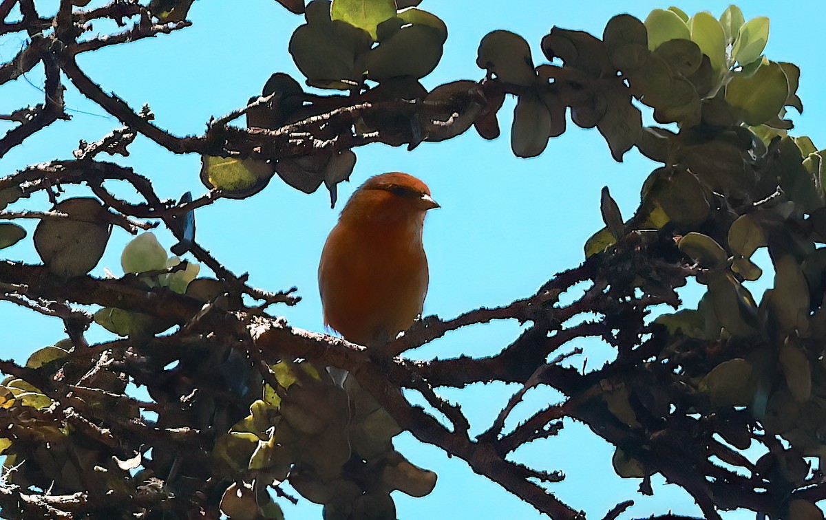 Hawaii-Akepakleidervogel - ML642354500