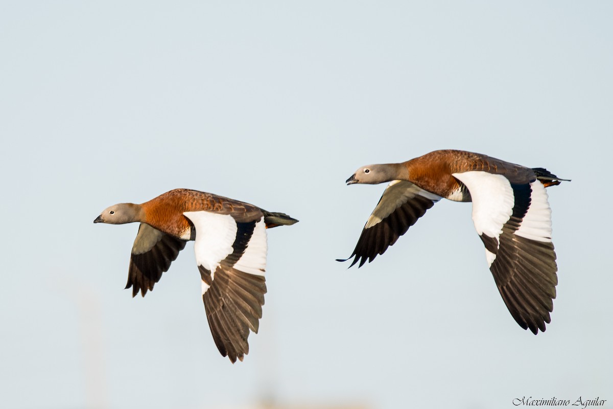 Ashy-headed Goose - ML642354507