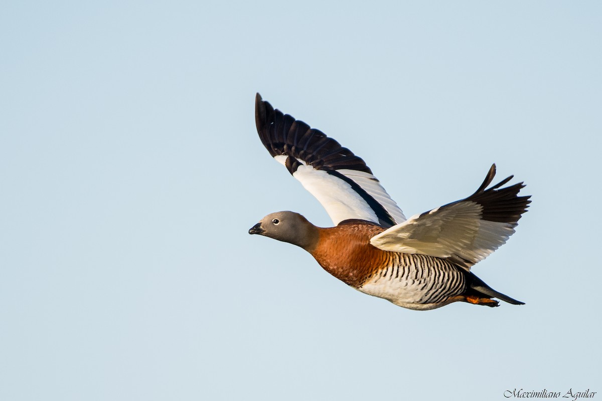 Ashy-headed Goose - ML642354508