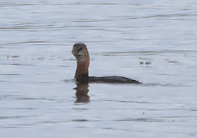 potápka rudokrká - ML642354569