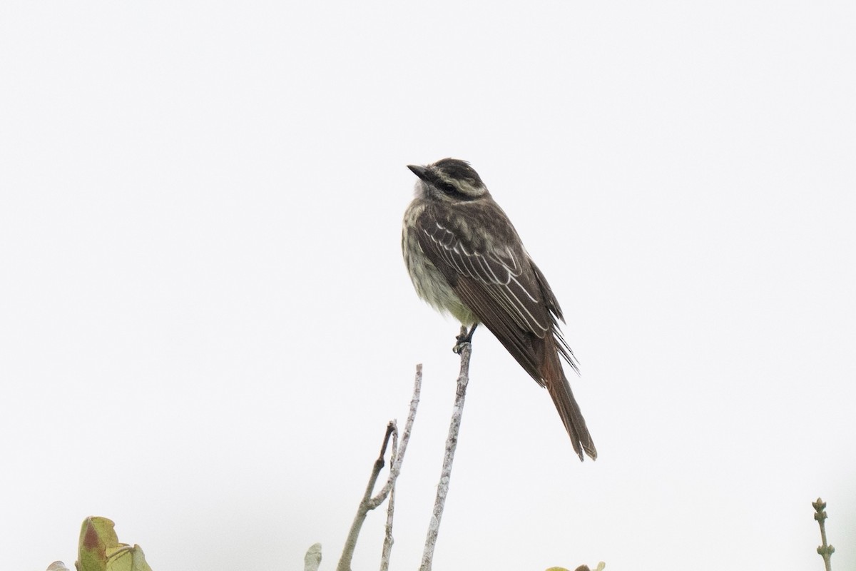 Variegated Flycatcher - ML642354570