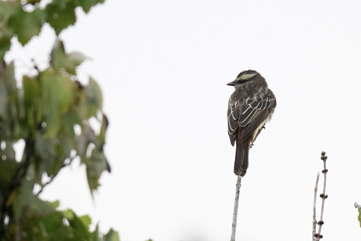 Variegated Flycatcher - ML642354571