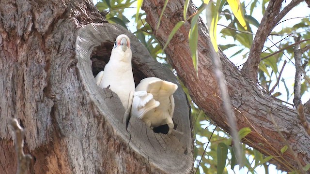 Little Corella - ML642354593