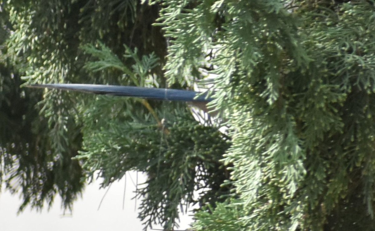 Iberian Magpie - ML642354600