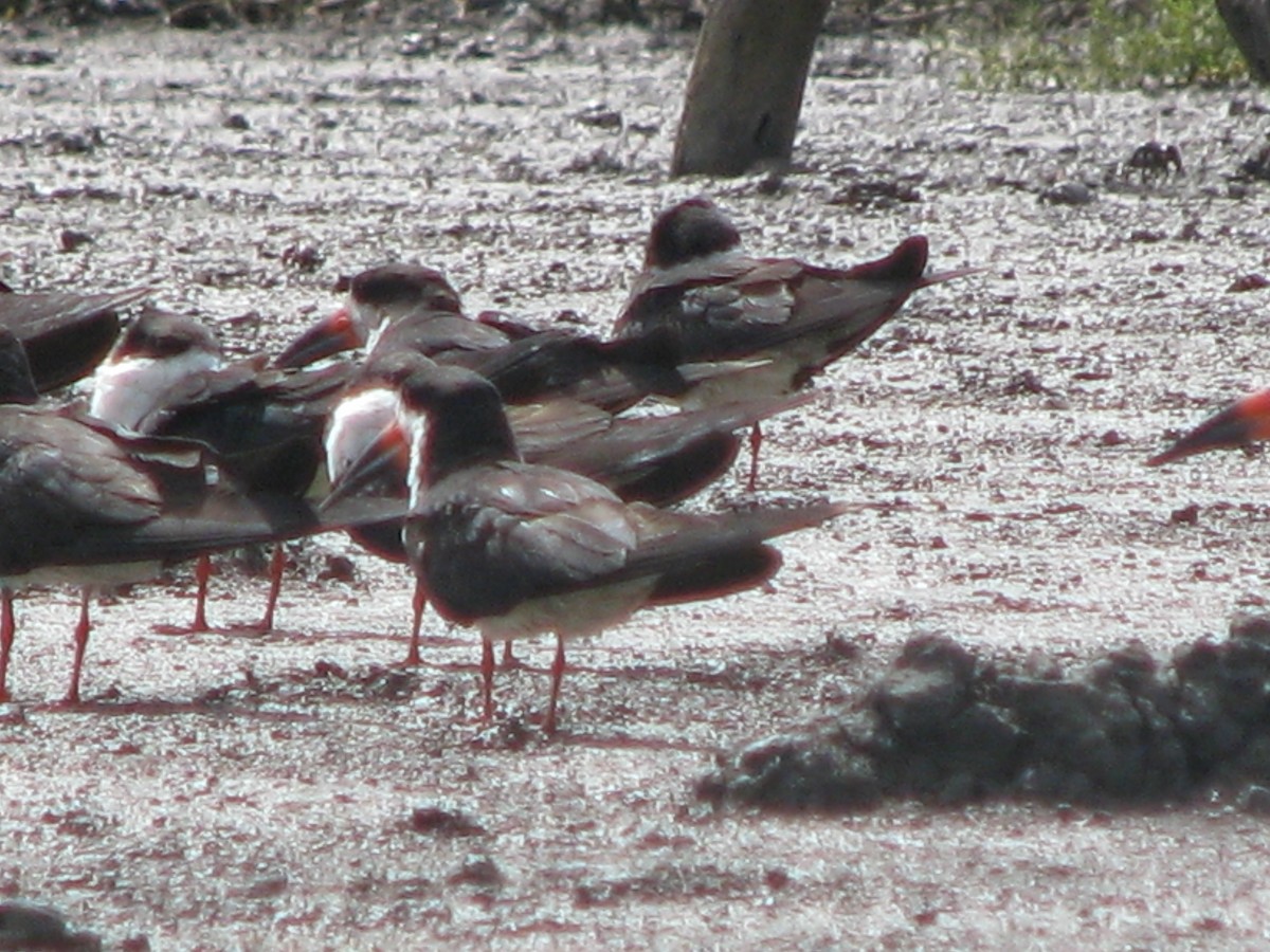 Black Skimmer - ML642354608