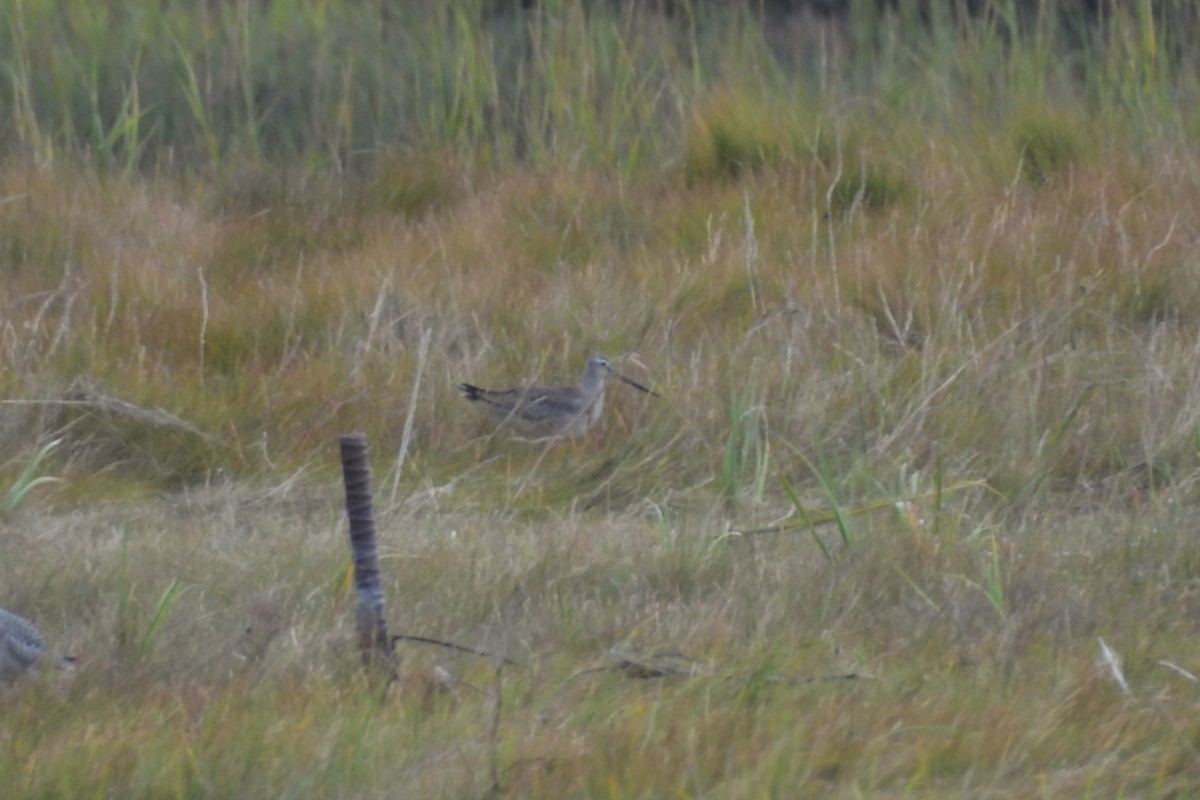 Hudsonian Godwit - ML642354618