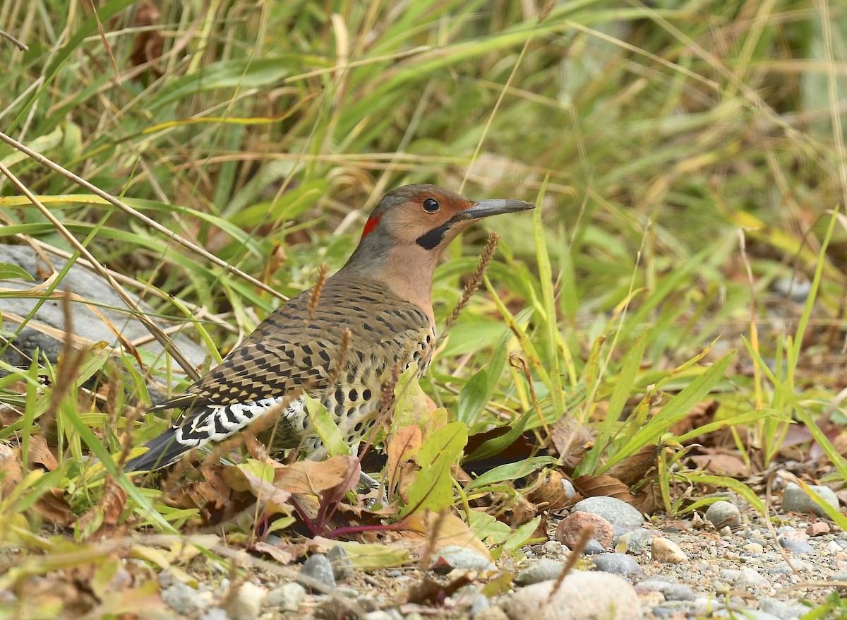Northern Flicker - ML642354619