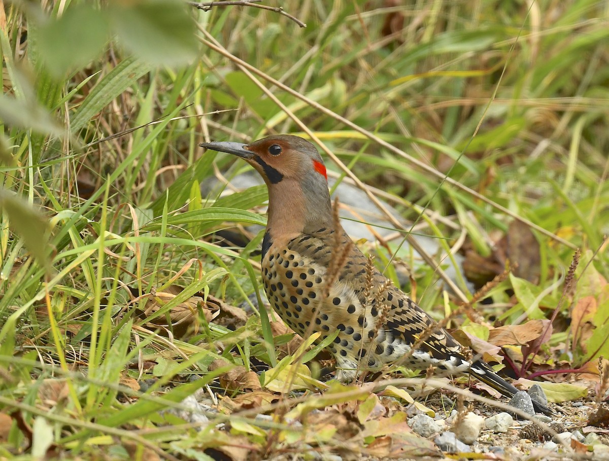 Northern Flicker - ML642354620