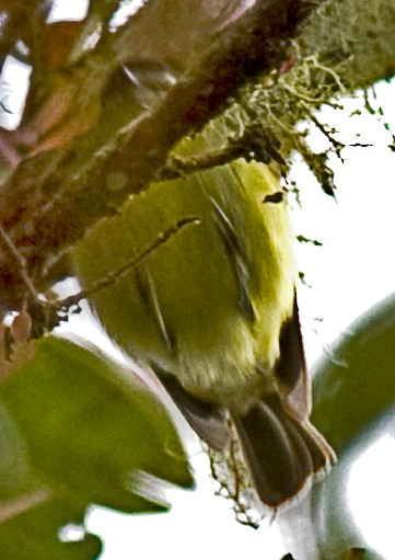 Black-capped Tyrannulet - ML642354647