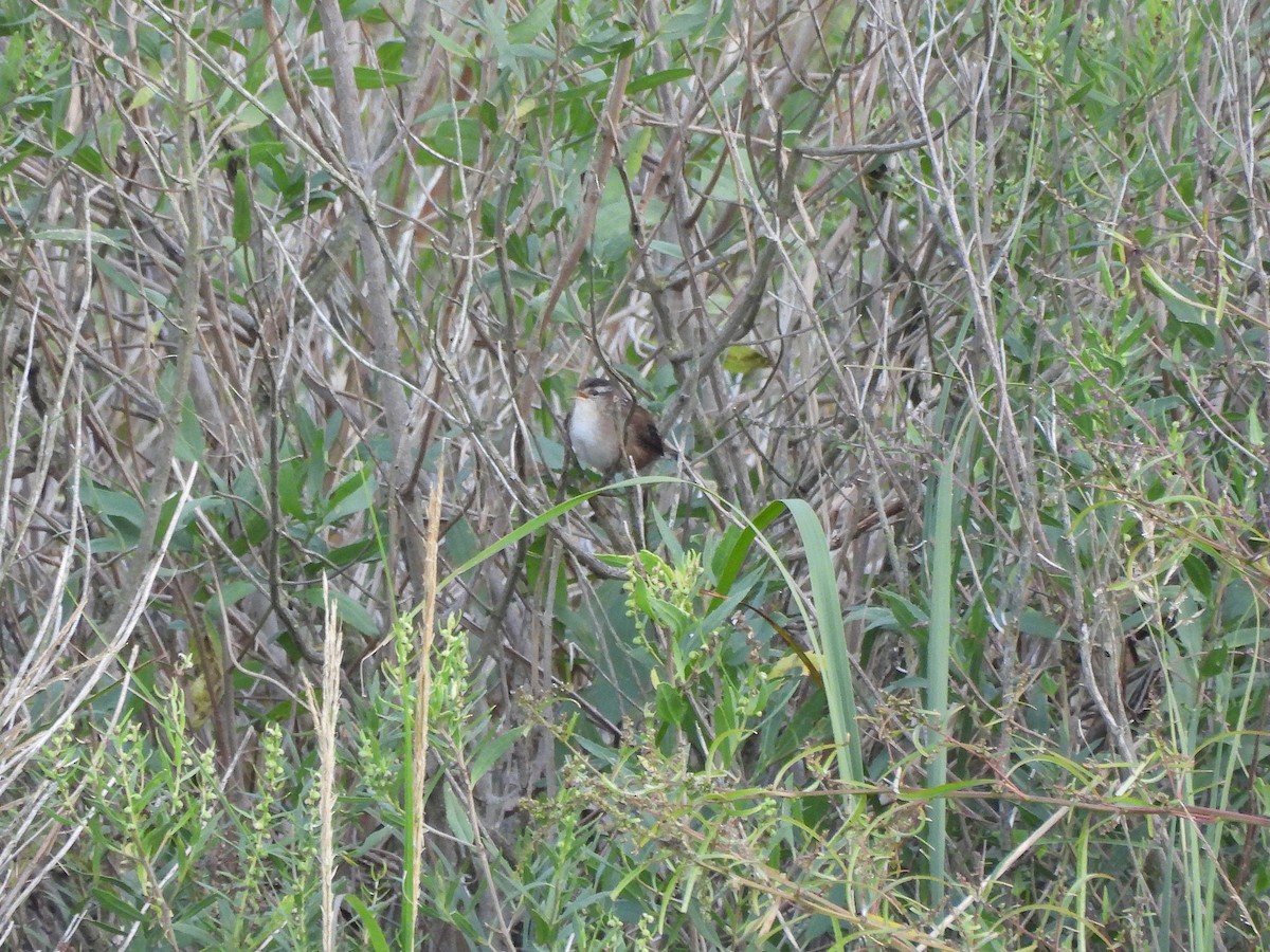 Marsh Wren - ML642354656