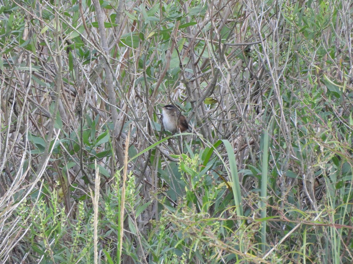Marsh Wren - ML642354657