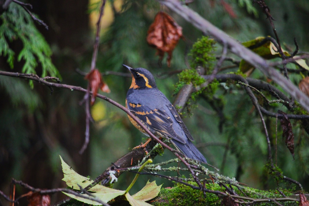 Varied Thrush - ML642354671