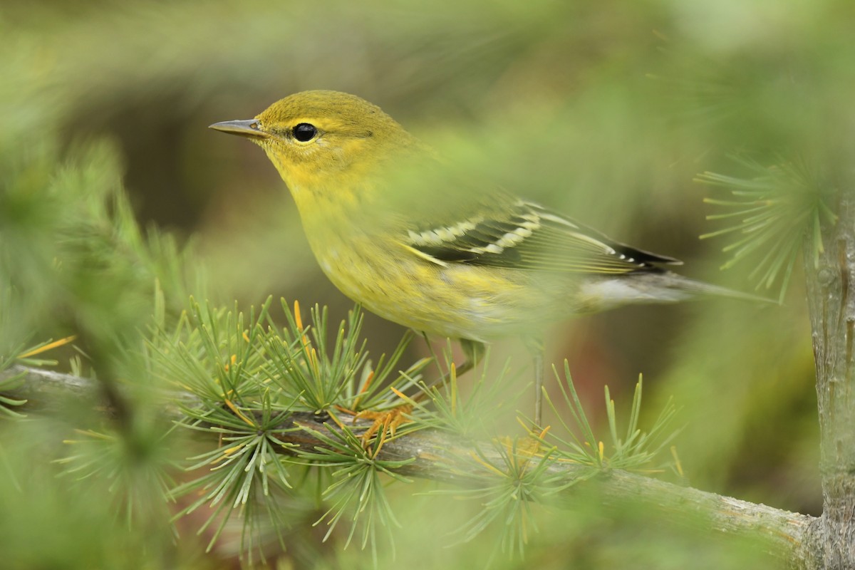 Blackpoll Warbler - ML642354688