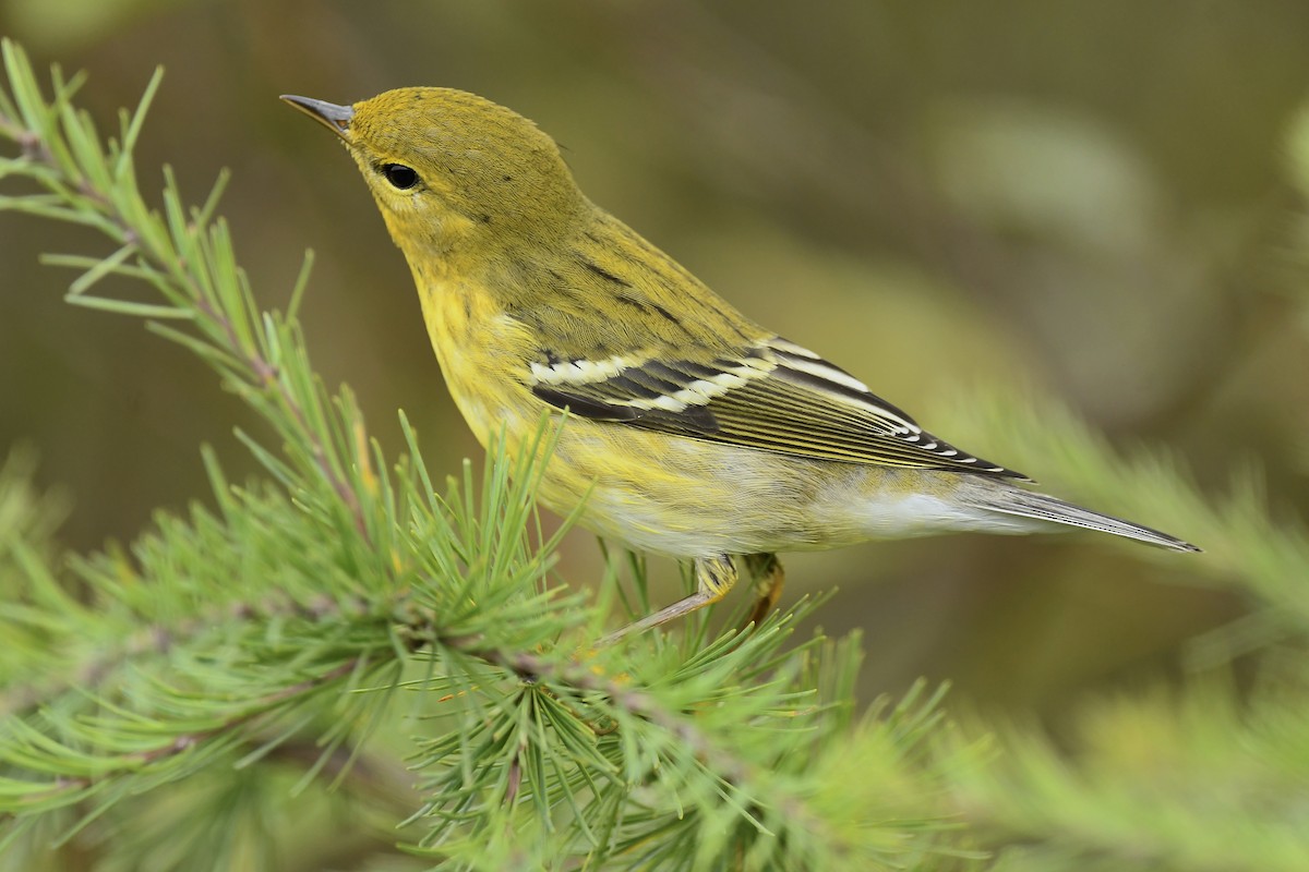 Blackpoll Warbler - ML642354691
