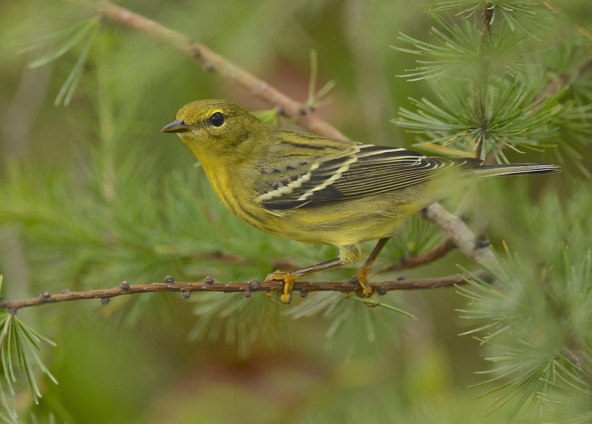 Blackpoll Warbler - ML642354692