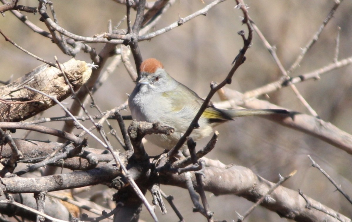 Green-tailed Towhee - ML642354717