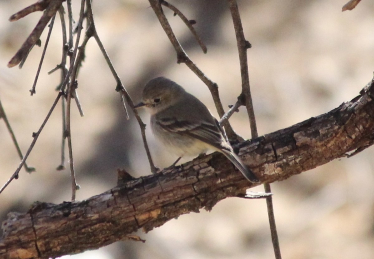 Dusky Flycatcher - ML642354731