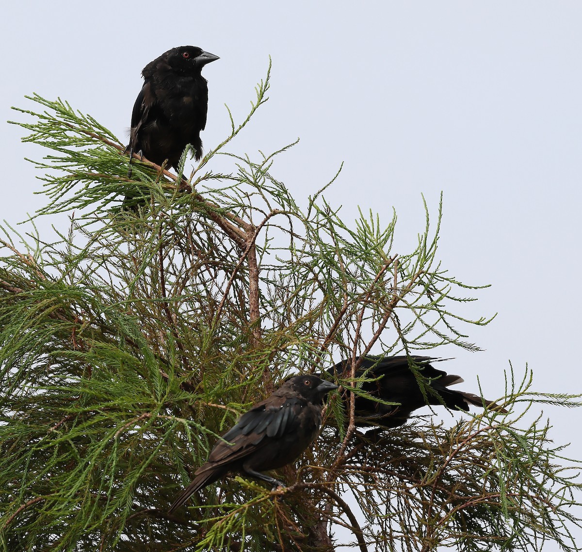 Bronzed Cowbird - ML642354735
