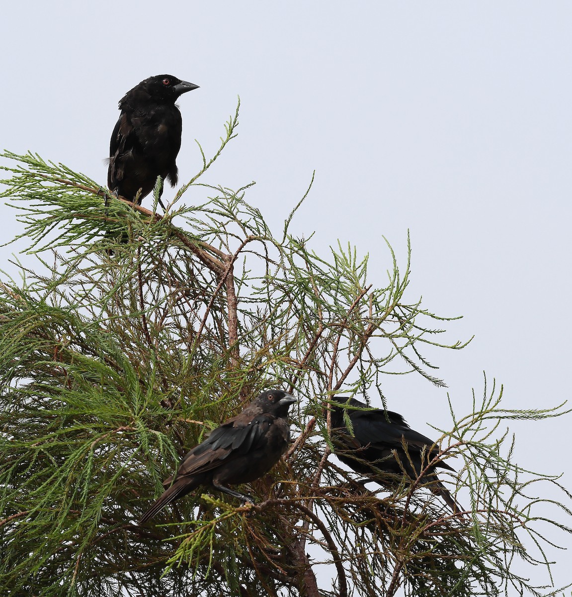 Bronzed Cowbird - ML642354736