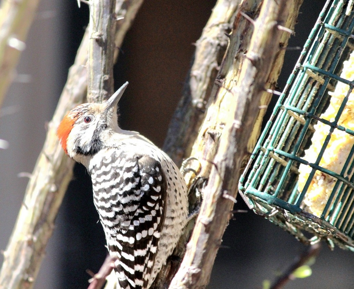Ladder-backed Woodpecker - ML642354805