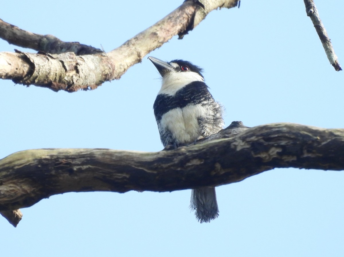 Guianan Puffbird - ML642354827