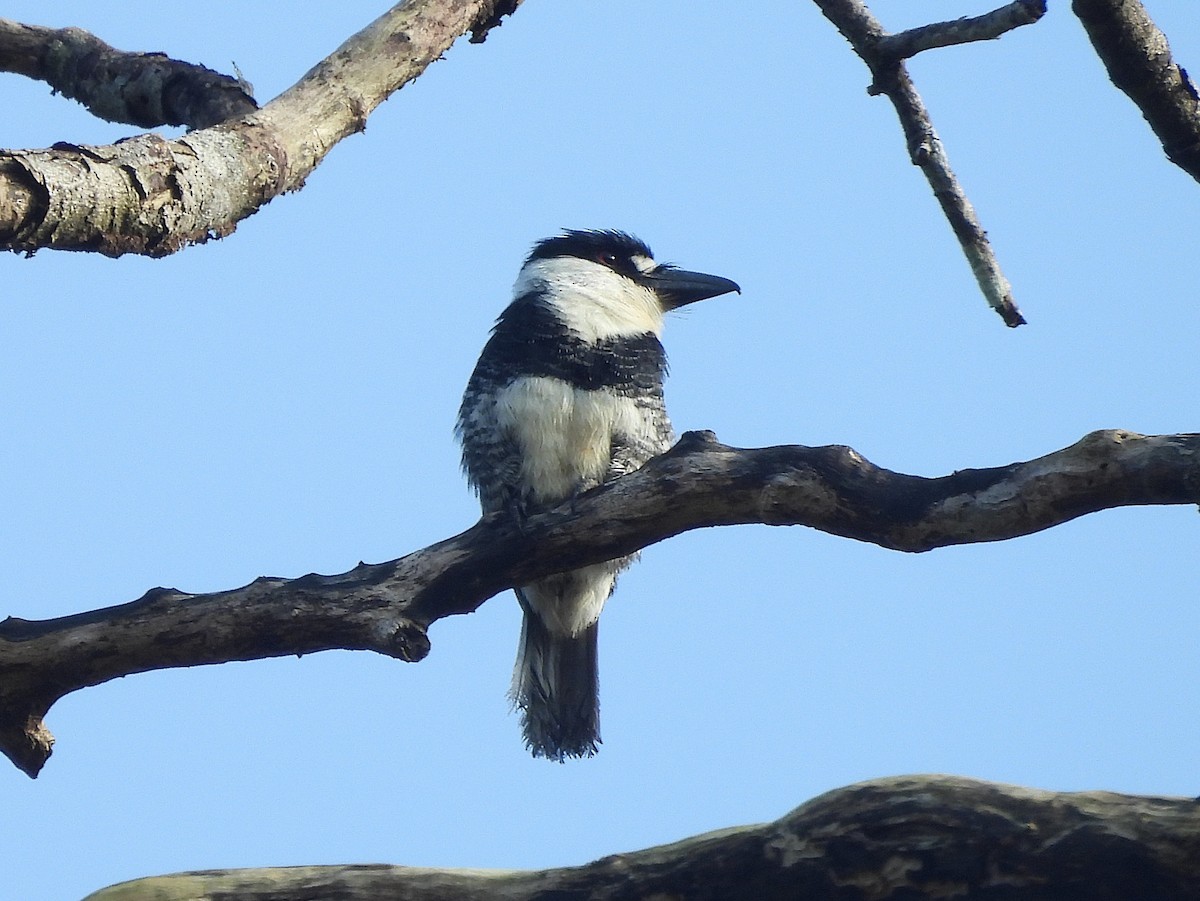 Guianan Puffbird - ML642354854