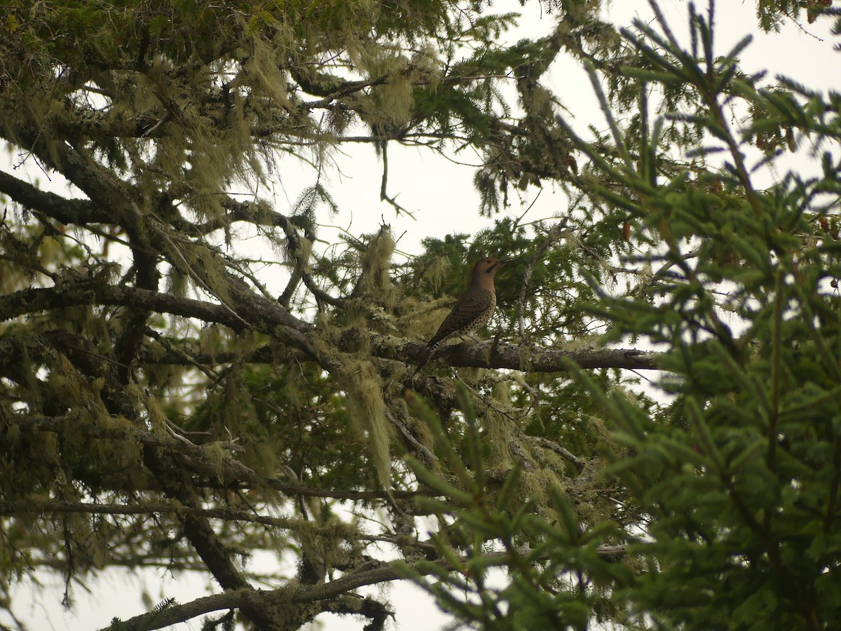 Northern Flicker - ML642354921