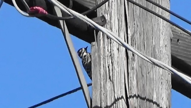 Nuttall's Woodpecker - ML642354922