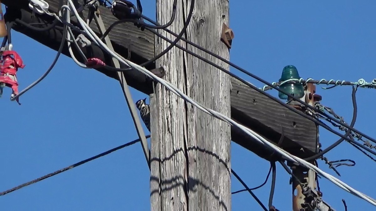 Nuttall's Woodpecker - ML642354923
