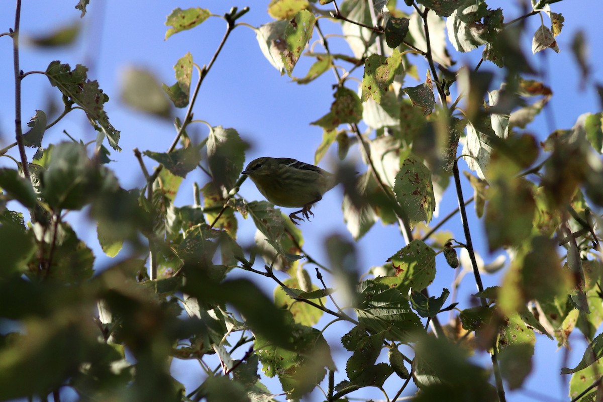 Blackpoll Warbler - ML642354924